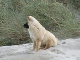 Carla Dänemark.jpg