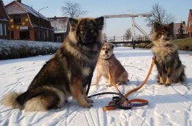 DSC00843 - Chenna, Sammy und Arisha 05.02.12.jpg