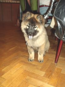 Eurasier-Spaziergang 21.08.11 Hesel 042 Chiara K.jpg