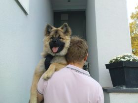 Coda.JPG